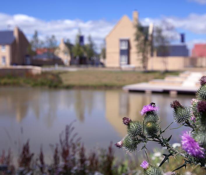 wild flowers by the village pond with new homes in the background 