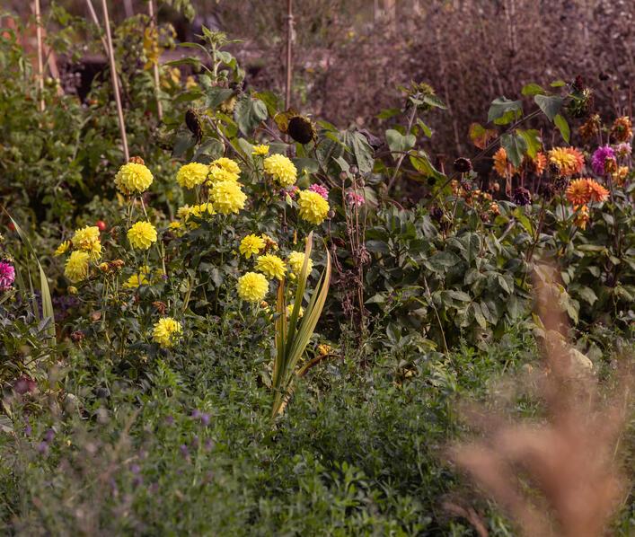 Dalhia flowers at the allotment