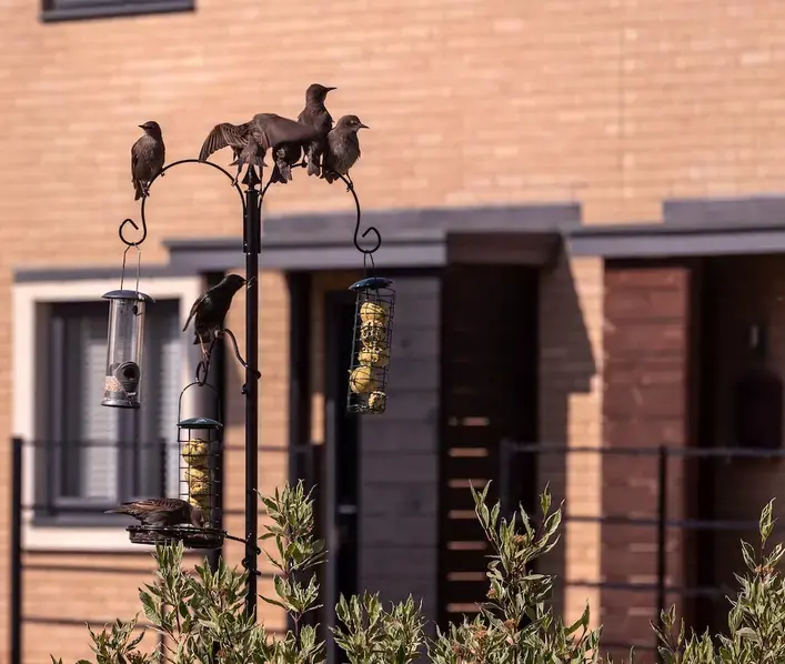 Street Bird Feeder