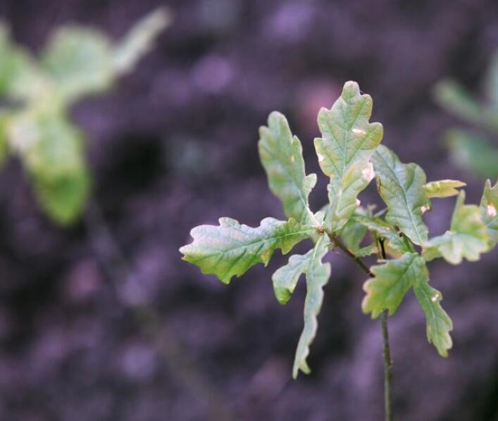 Alconbury Weald Tree Nursery: Volunteers wanted Alconbury Weald Tree Nursery: Volunteers wanted